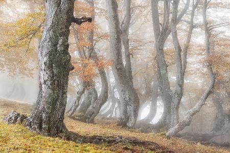 The old beech tree