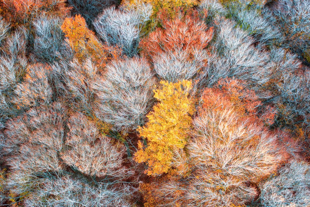 Autumn branches od Luigi Ruoppolo