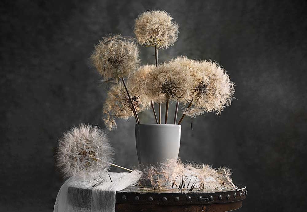 Dandelion Seed Pod od Lydia Jacobs