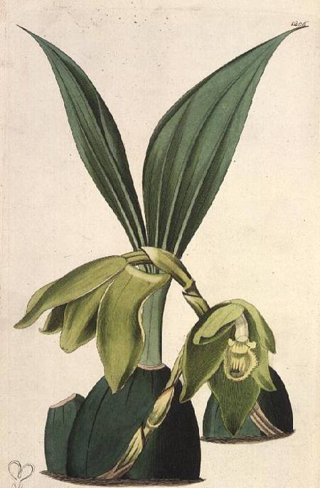 Orchid: Maxillaria ciliaris, by M. Hart (fl.1829), published by I. Ridgway od M. Hart