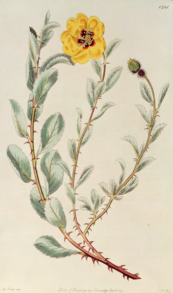 Rose: Persian from the Botanical Register od M. Hart