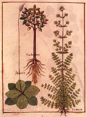 3036 Fr 12322 f.180v Plantain, marjoram and mandrake