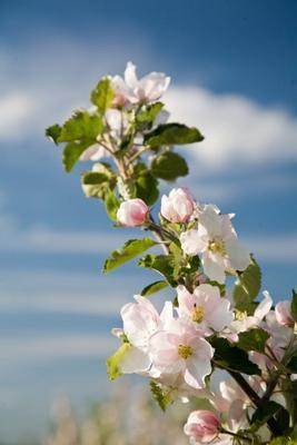 Kirschblüte