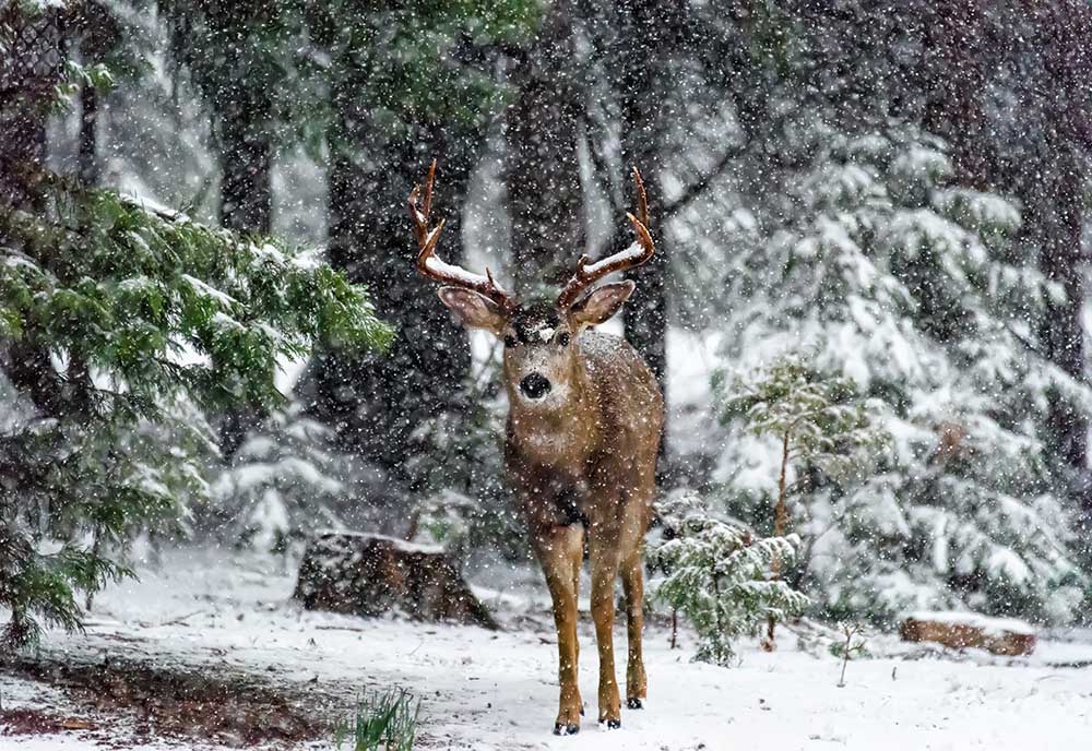 Snow Storm And The Buck Deer od Majestic Moments Photography