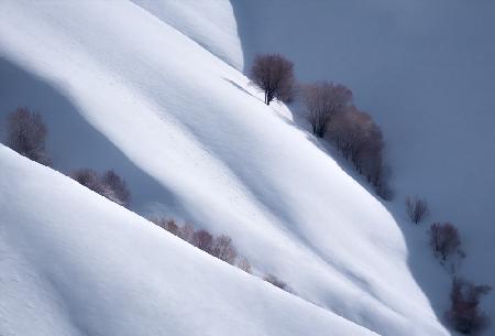 Trees and Pure Snow