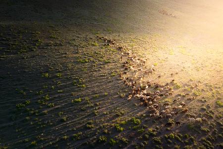 The sheep in Golden Light