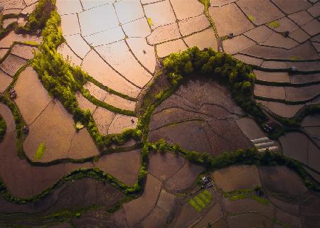 Preparing for Rice Planting