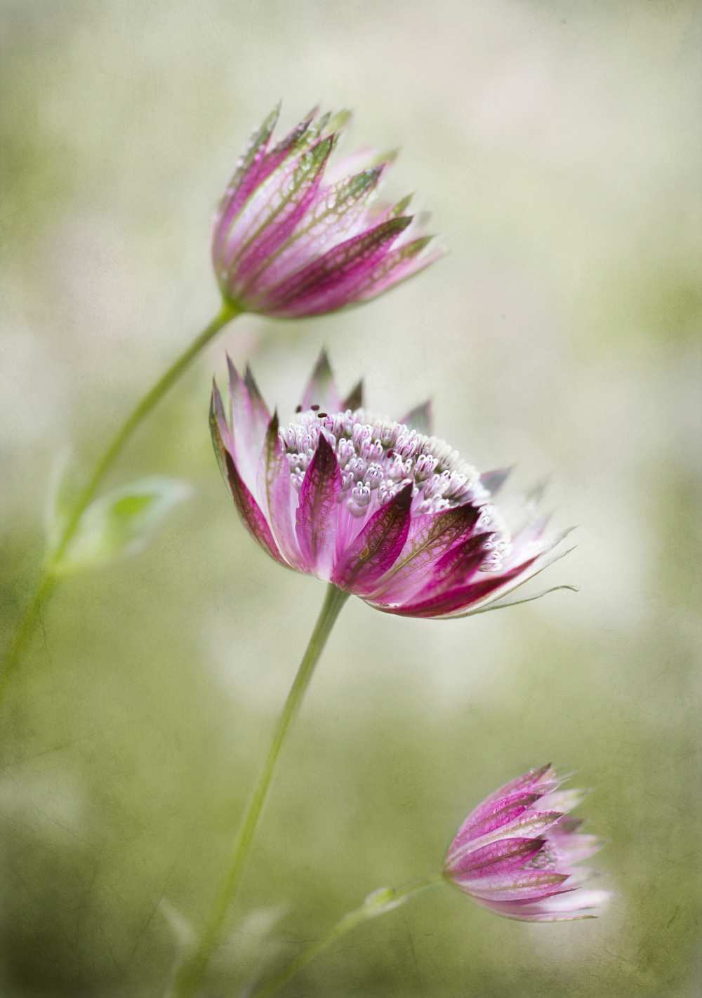 Astrantia od Mandy Disher