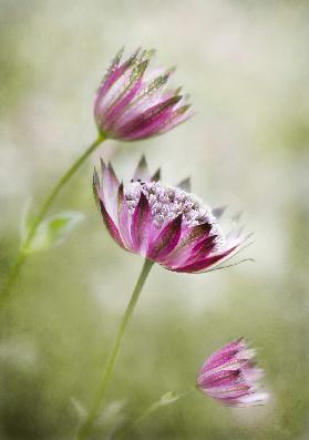 Astrantia