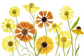 Helenium