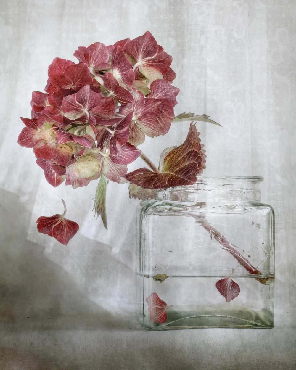 Hydrangea od Mandy Disher