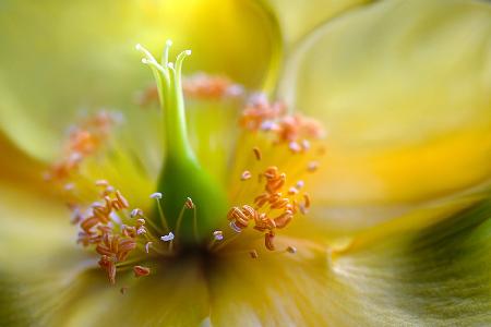 Hypericum