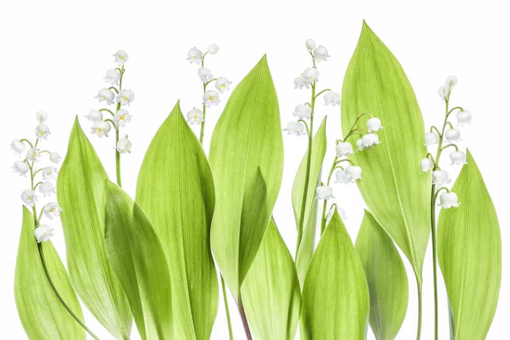 Lily of the valley od Mandy Disher