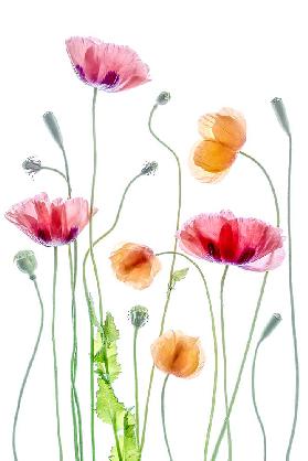 Poppies