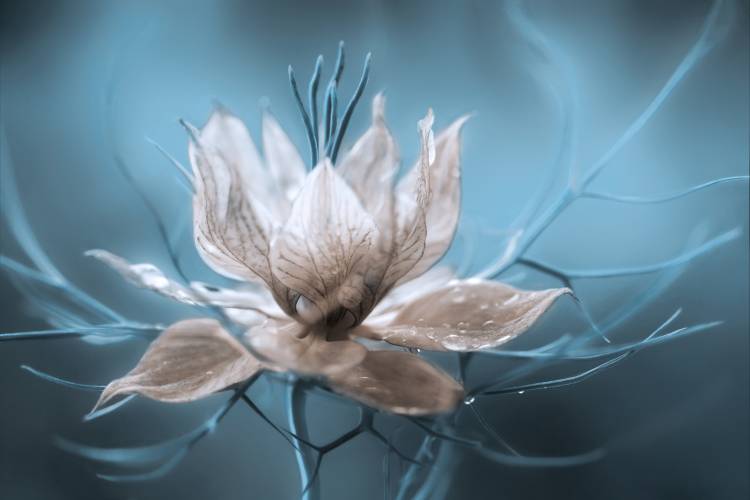 Nigella od Mandy Disher