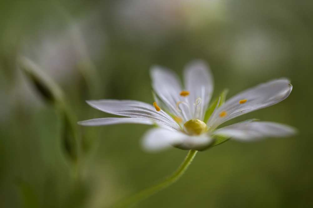 Stitchwort od Mandy Disher