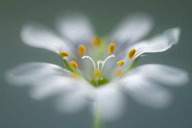 Stitchwort