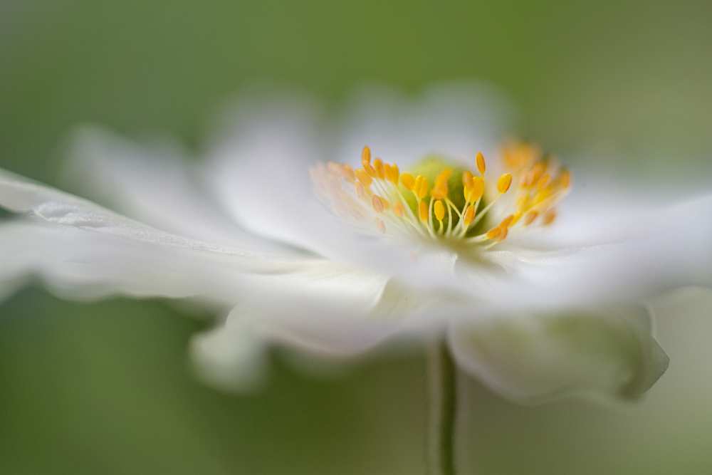 White Anemone od Mandy Disher