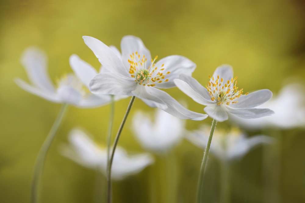 Wood Anemones od Mandy Disher