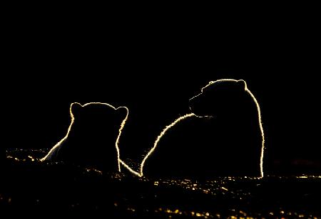 Polar bear cubs