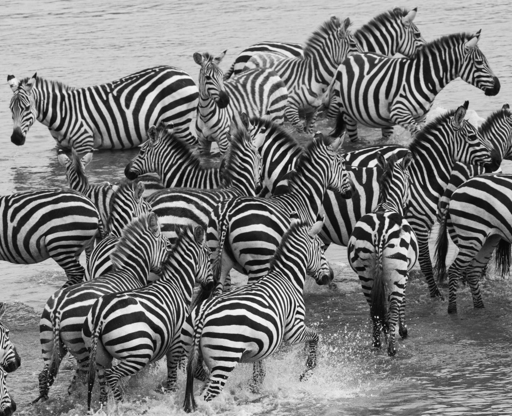 Zebra crossing od Manish Nagpal