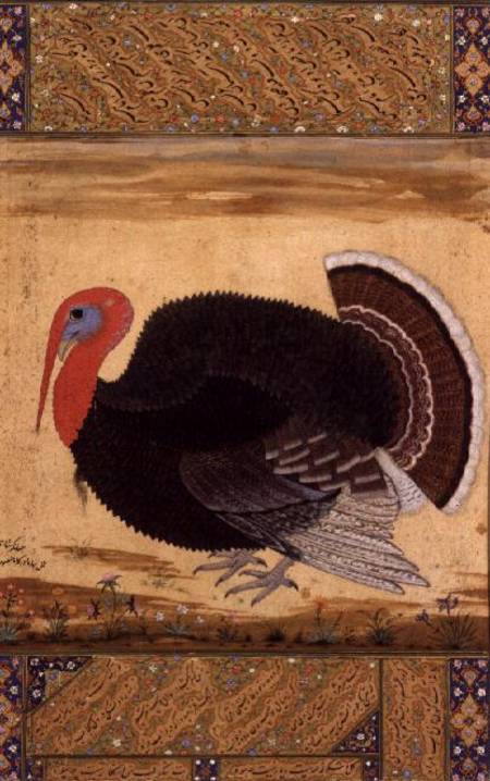 A turkey-cock, brought to Jahangir from Goa in 1612, from the Wantage Album, Mughal od Mansur