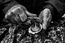 LOstreiculteur "Oyster Farmer"