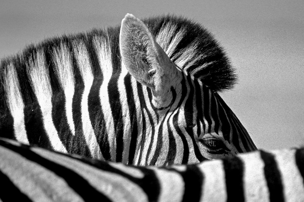 Curious Zebra od Marc Pelissier
