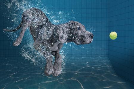 SplashDog