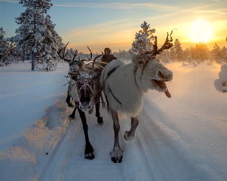 The morning drive to the herd