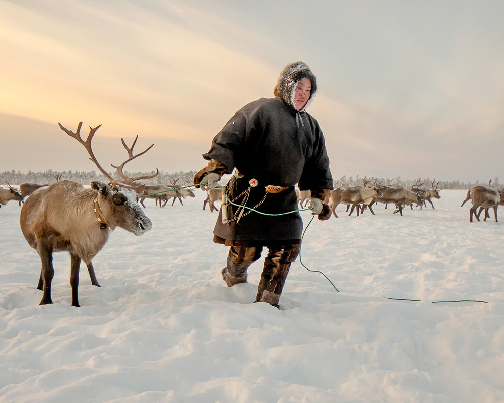 Nenet and reindeer od Marcel Rebro