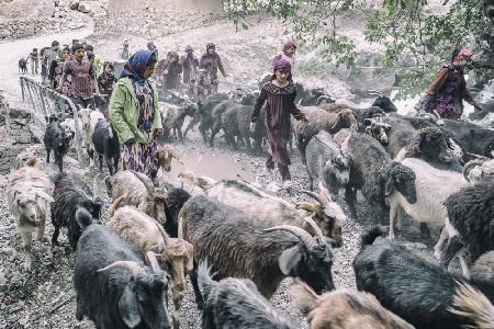 Livestock on the way from pastures