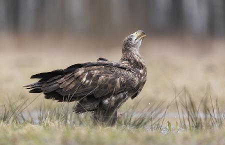 aquila di mare coda bianca