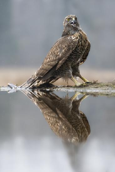 goshawk