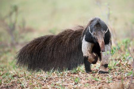 The Giant Anteater