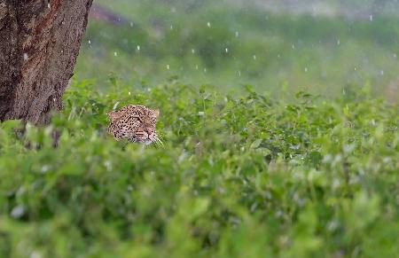 Under the rain