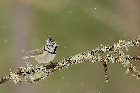 punk tit