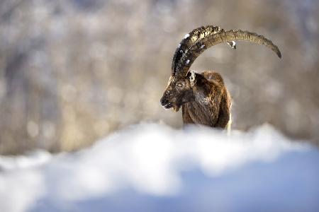 The king of the mountain