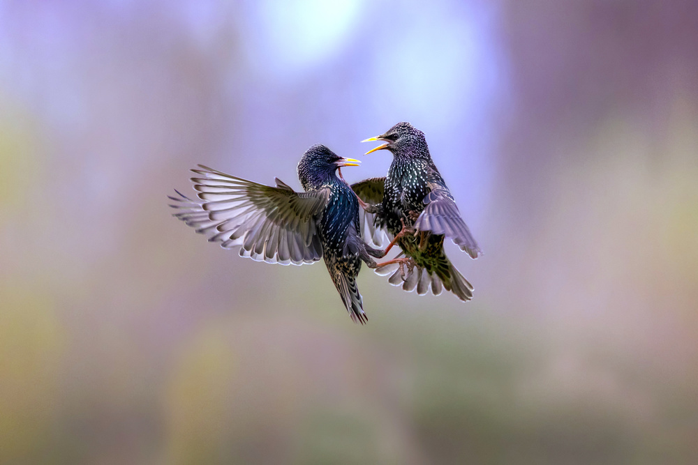 The dance of the starlings od Marco Redaelli
