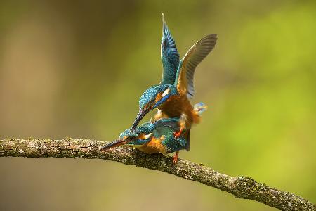 Kingfisher in love