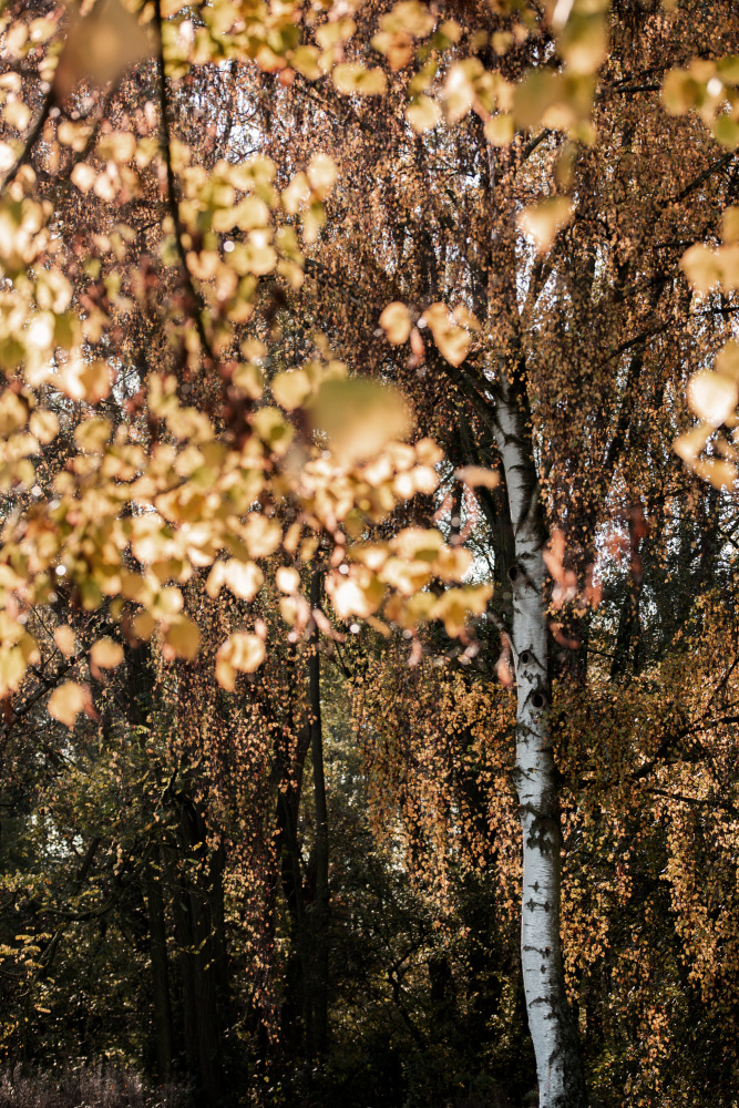 Autumn Birch Tree od Mareike Böhmer