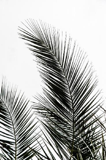 Palm Leaves 1