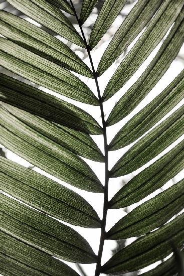 Palm Leaves 24