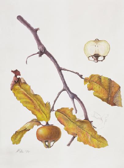 Medlar