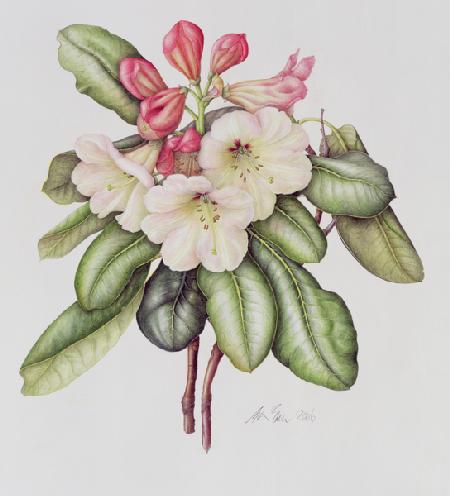 Rhododendron