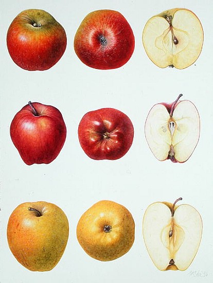 Six Apples, 1996 (w/c on paper)  od Margaret Ann  Eden