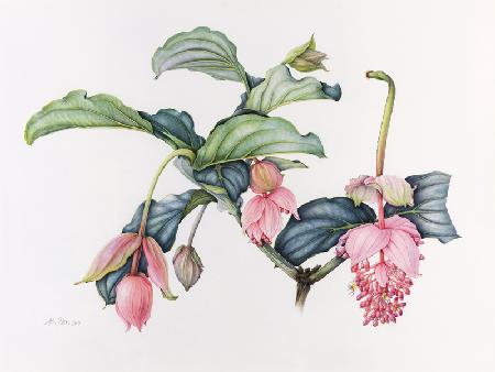 Medinilla magnifica