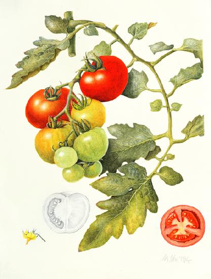 Tomatoes