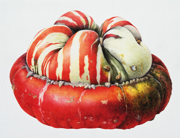 Turk''s Turban Squash, 1995 (w/c on paper)  od Margaret Ann  Eden