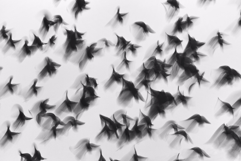 Birds od Marina Yushina